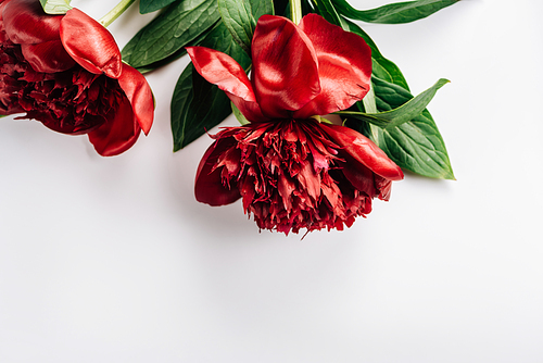 top view of red peonies with green leaves on white background