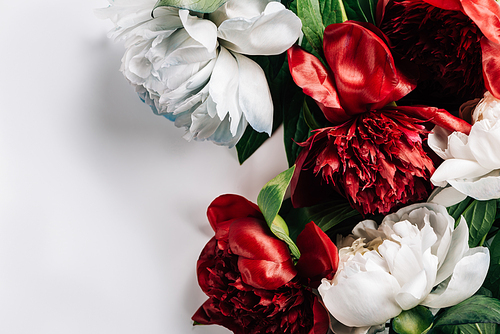 top view of red and white peonies with green leaves on white background