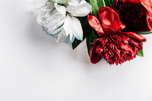 top view of red and white peonies with green leaves on white background