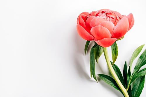 pink peony with green leaves on white background