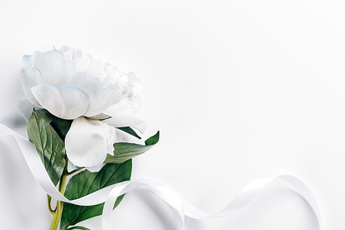 top view of blue and white peonies with ribbon on white background