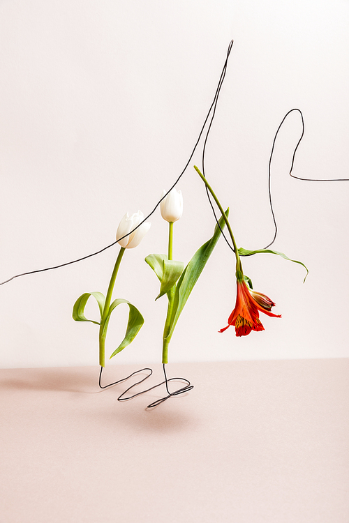 floral composition with white tulips and red Alstroemeria on wires isolated on beige