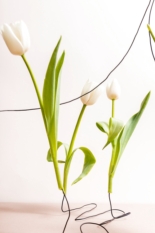 floral composition with white tulips and wires isolated on beige