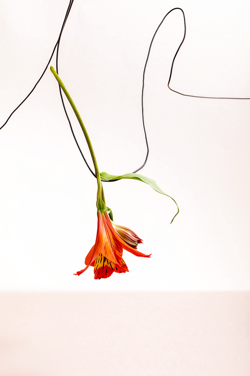 floral composition with red Alstroemeria on wire isolated on beige