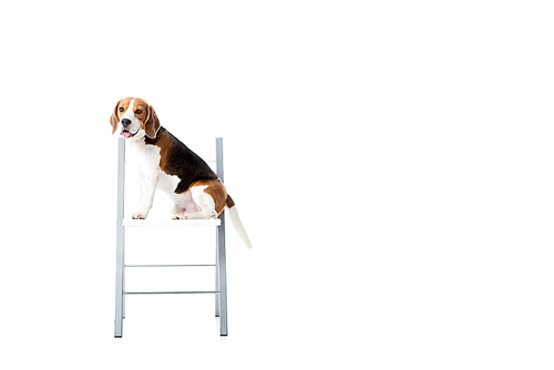 cute beagle dog sitting on chair and  isolated on white