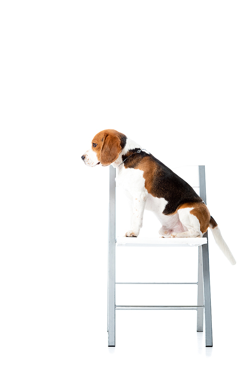 side view of cute beagle dog sitting on chair and  isolated on white