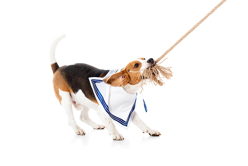 cute beagle dog in sailor scarf biting rope on white