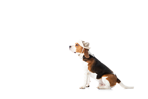 side view of cute beagle dog in explorer hat sitting isolated on white
