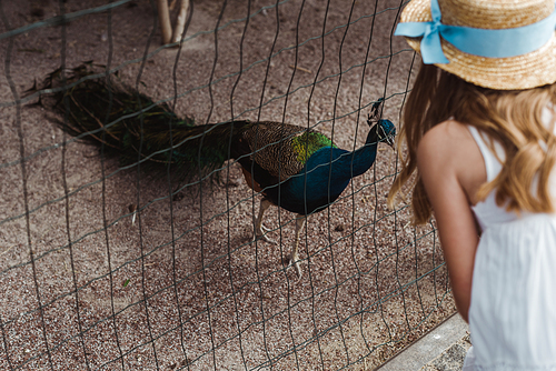 cropped view of kid in straw hat standing near peacock in cage