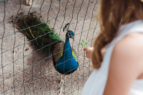 cropped view of kid standing near peacock in cage