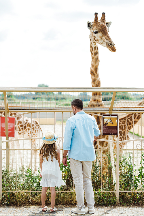 back view of father and daughter standing near fence and giraffe in zoo