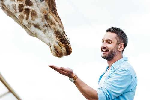 selective focus of happy man feeding giraffe against sky