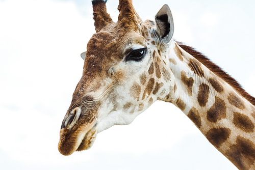 wild giraffe with long neck against blue sky with clouds