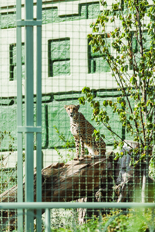 selective focus of wild leopard sitting on tree trunk in cage