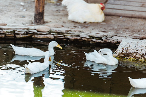 selective focus of white swans swimming in pond in zoo