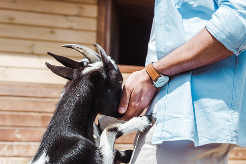 cropped view of man standing and touching goat in zoo