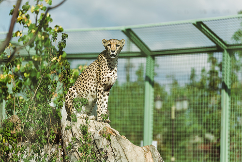 selective focus of wild leopard near green plants in zoo