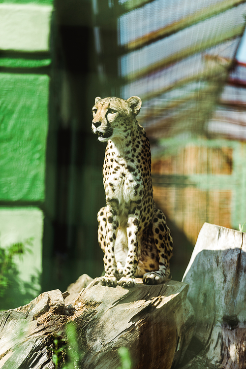 selective focus of wild leopard sitting in tree trunk near green plants in zoo