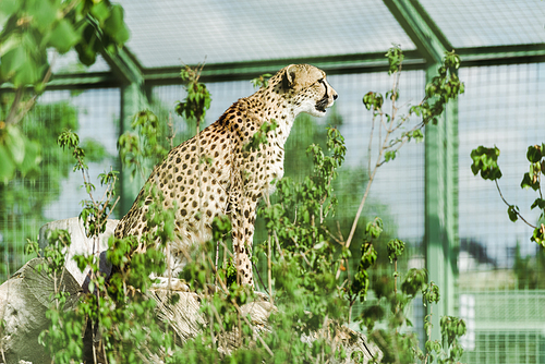 selective focus of wild leopard sitting near green plants in zoo