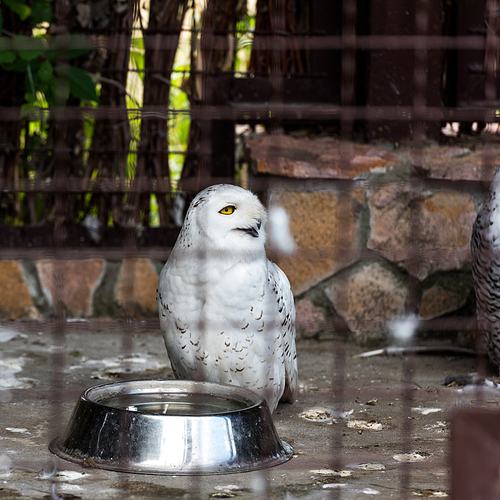 selective focus of white owl near bowl in cage