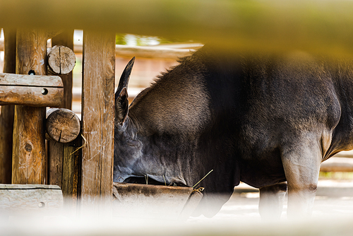 selective focus of wild donkey standing near wooden fence in zoo