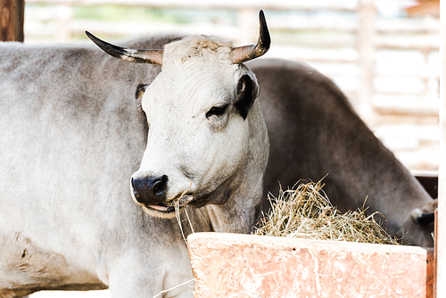 selective focus of bull with horns eating hay in zoo