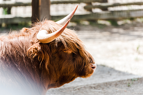 selective focus of furry bison with horns standing in zoo