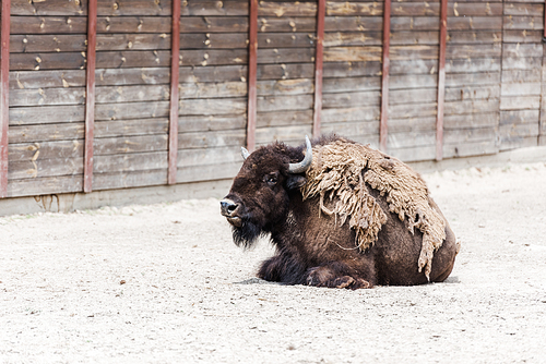 brown furry bison with horns lying near wooden fence in zoo