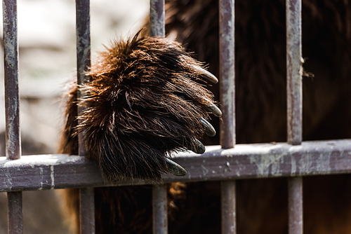 selective focus of brown bear with claws standing near cage in zoo