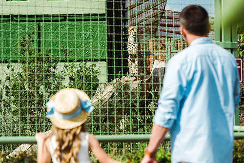 selective focus of daughter in straw hat and father holding hands while looking at leopard in cage