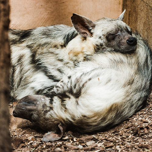 selective focus of furry hyenas with closed eyes sleeping in zoo
