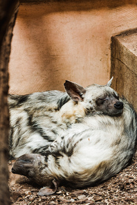 selective focus of wild hyenas with closed eyes sleeping in zoo