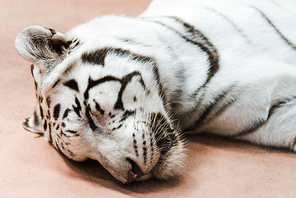 wild white tiger with closed eyes lying in zoo