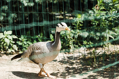 selective focus of wild duck walking in cage near green leaves