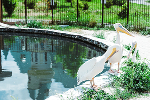 pelicans with white feathers standing near pond and green plants