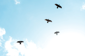 black birds flying against blue sky with white clouds