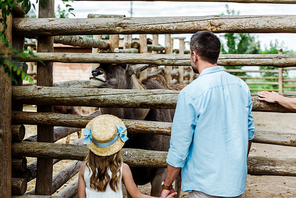 back view of father and child in straw hat standing near fence with bison in zoo