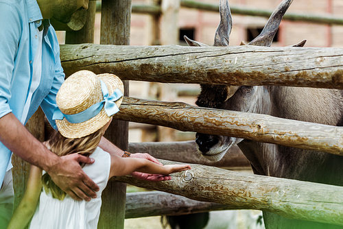 cropped view of father standing with child in straw hat gesturing near bison in zoo