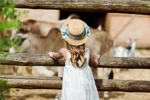 back view of kid in straw hat standing in white dress near fence in zoo
