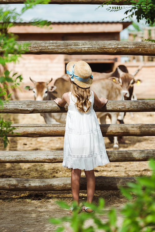 back view of child in straw hat standing near fence with bulls in zoo