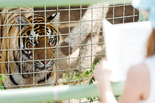 selective focus of tiger in cage near kid holding book in zoo