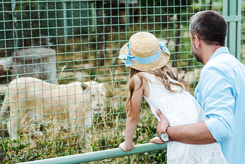 child and dad standing in zoo and looking at lion in cage