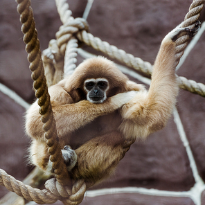 selective focus of monkey in ropes with knots in zoo