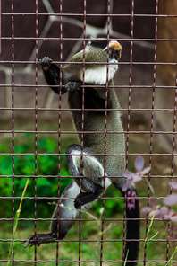 selective focus of lemur climbing on metallic cage in zoo