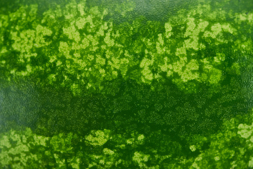 close up view of green watermelon textured peel