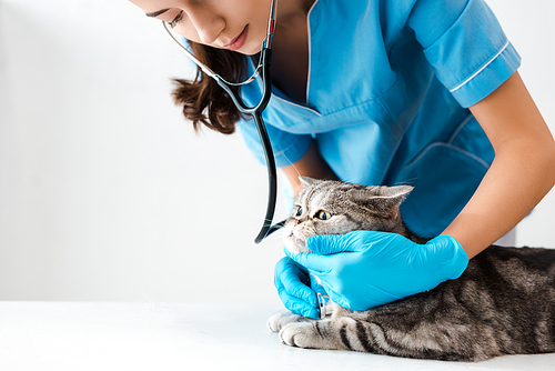 attentive veterinarian examining tabby scottish straight cat with stethoscope