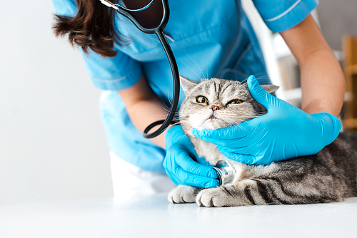 cropped view of veterinarian examining tabby scottish straight cat with stethosope