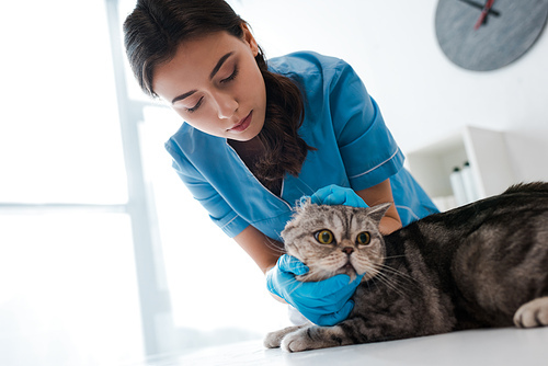 attentive veterinarian examining tabby scottish straight cat on table