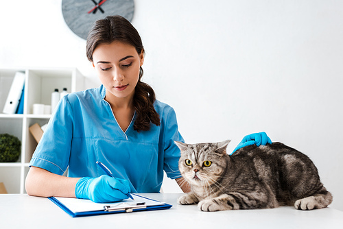 attentive veterinarian writing on clipboard near tabby scottish straight cat