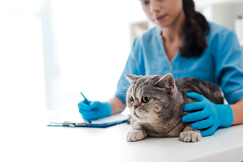 selective focus of young veterinarian wiriting on clipboard near tabby scottish straight cat